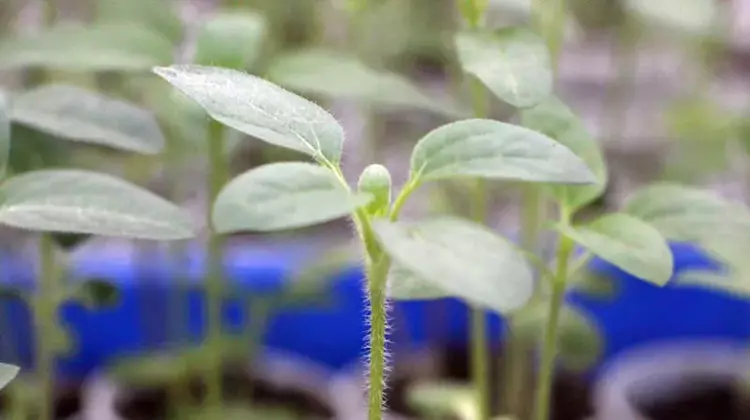 Edirne'de çiftçilere büyük müjde! 1931 CL ayçiçeği geliştirildi - 1