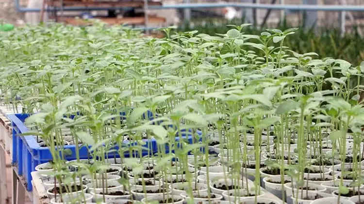 Edirne'de çiftçilere büyük müjde! 1931 CL ayçiçeği geliştirildi - 5