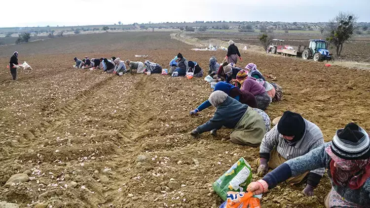 Taşköprü'de sarımsak ekim zamanı değişti - 1