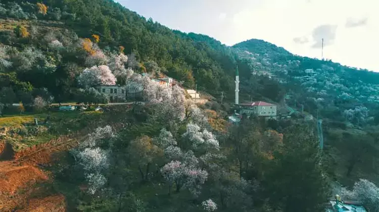 Erken çiçek açan badem ve kiraz ağaçları, don riskiyle üreticiyi endişelendiriyor - 4