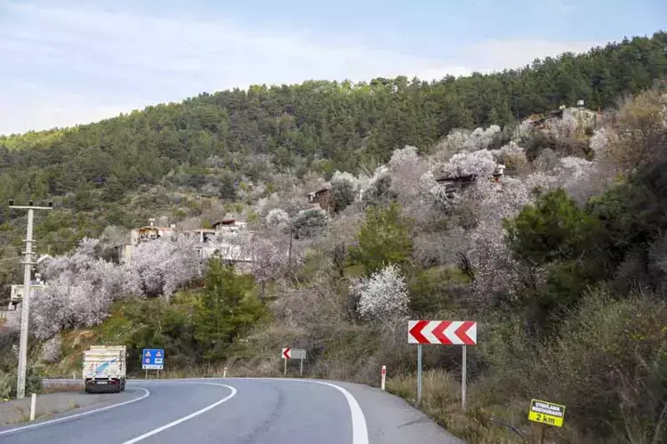 Erken çiçek açan badem ve kiraz ağaçları, don riskiyle üreticiyi endişelendiriyor - 1