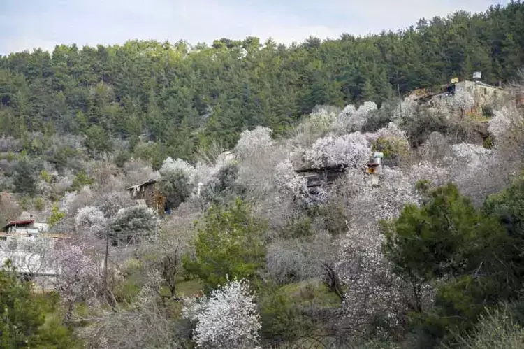 Erken çiçek açan badem ve kiraz ağaçları, don riskiyle üreticiyi endişelendiriyor - 3