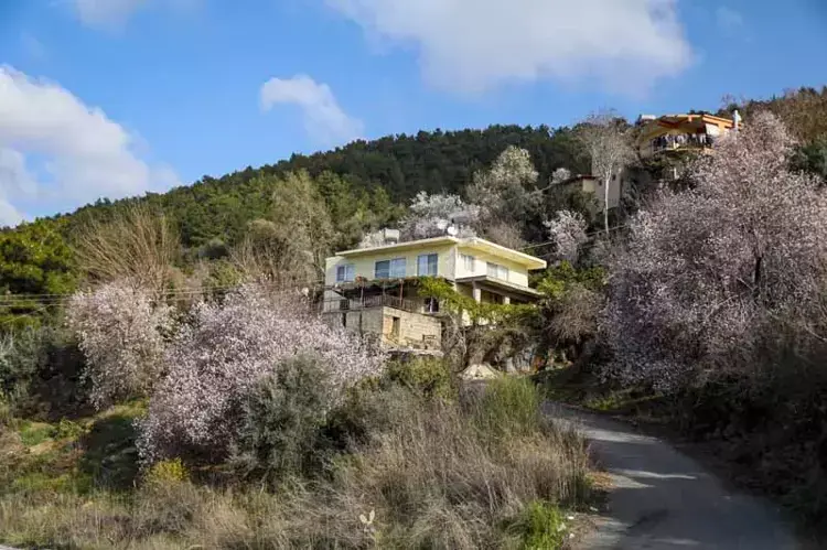 Erken çiçek açan badem ve kiraz ağaçları, don riskiyle üreticiyi endişelendiriyor - 6