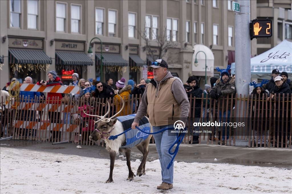 Alaska'da Ren Geyiği koşusu: Eğlence ve kaos bir arada - 1