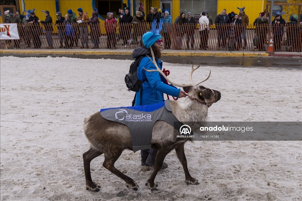 Alaska'da Ren Geyiği koşusu: Eğlence ve kaos bir arada - 2