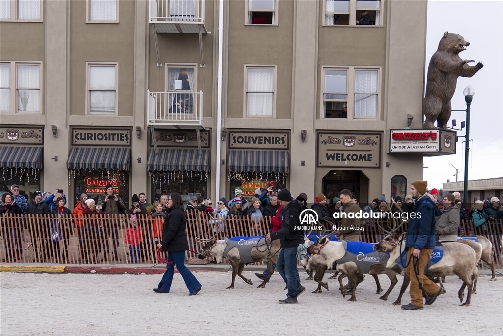 Alaska'da Ren Geyiği koşusu: Eğlence ve kaos bir arada - 3