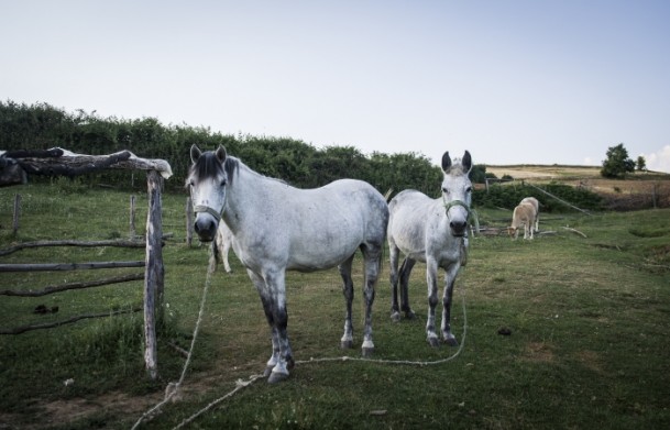 Makedonya'nın yörük Türkmenleri - 5
