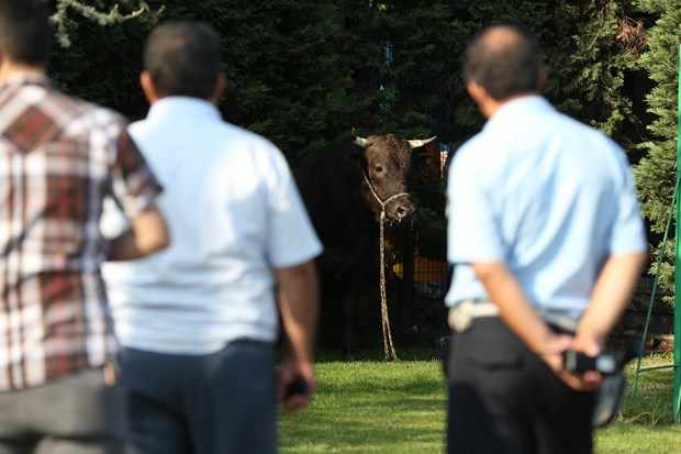 Kaçan boğa AVM bahçesinde yakalandı - 536