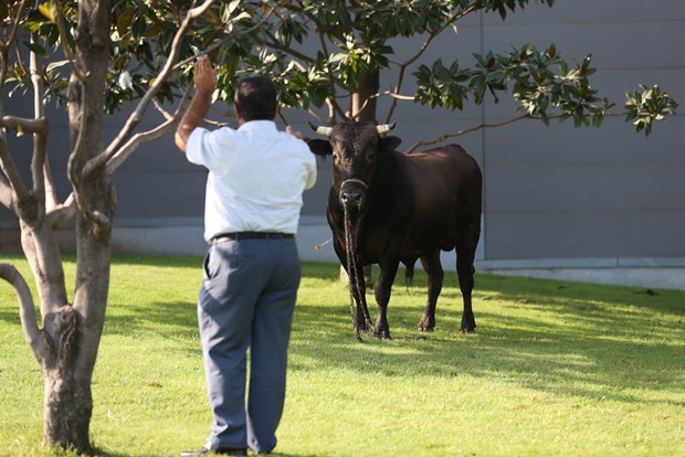 Kaçan boğa AVM bahçesinde yakalandı - 620