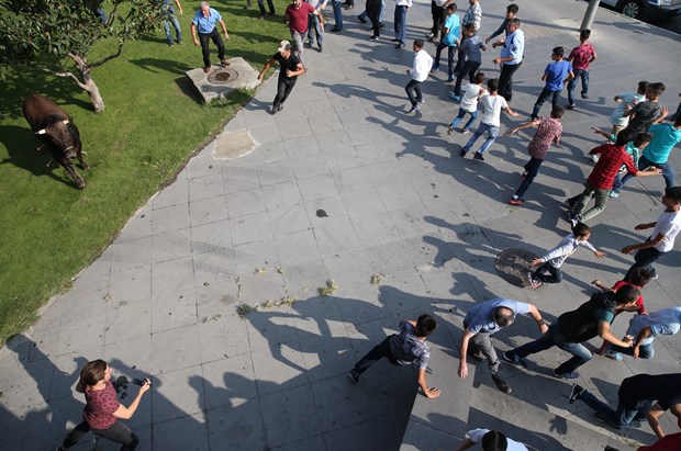 Kaçan boğa AVM bahçesinde yakalandı - 761