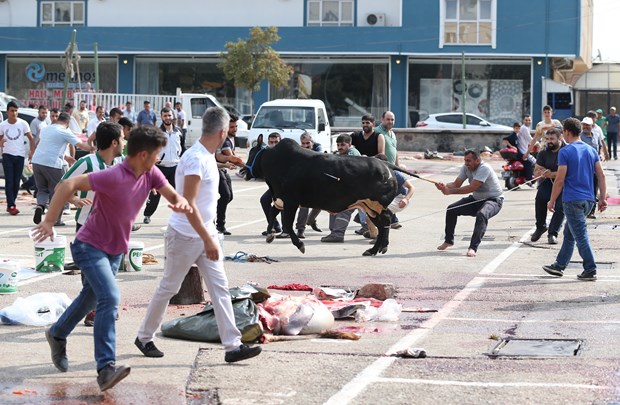 Kaçan boğa AVM bahçesinde yakalandı - 542