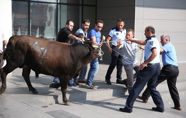Kaçan boğa AVM bahçesinde yakalandı - 817