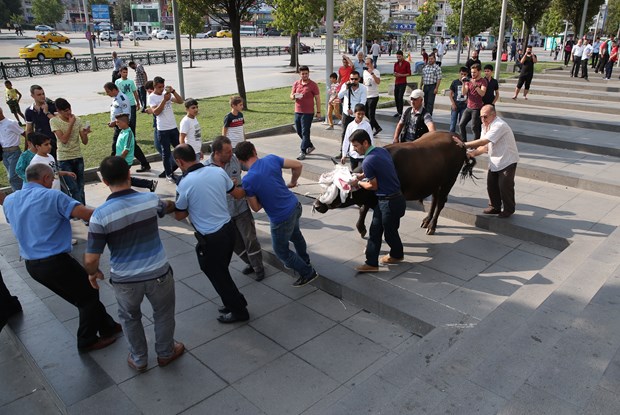 Kaçan boğa AVM bahçesinde yakalandı - 901