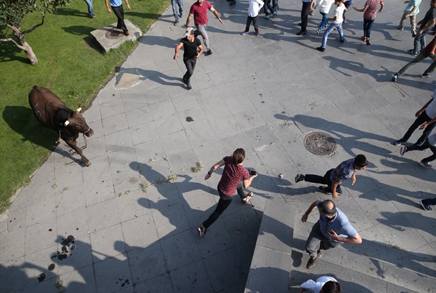 Kaçan boğa AVM bahçesinde yakalandı - 622