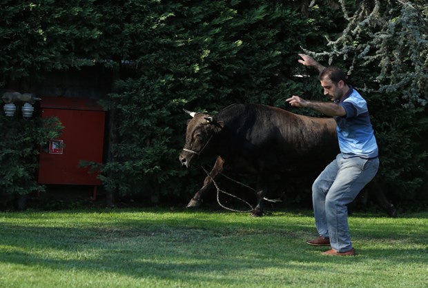 Kaçan boğa AVM bahçesinde yakalandı - 825