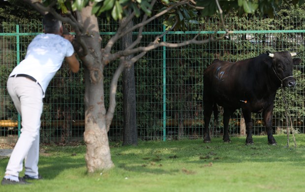 Kaçan boğa AVM bahçesinde yakalandı - 678