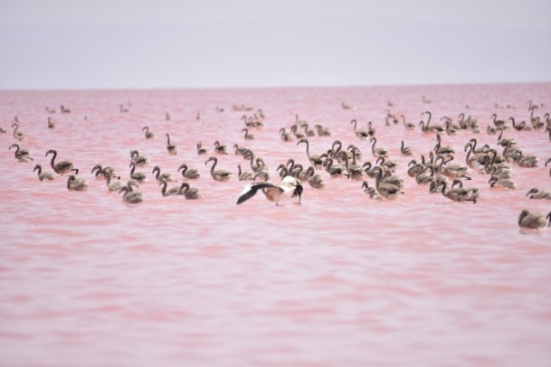 Tuz Gölü kıpkırmızı oldu - 1