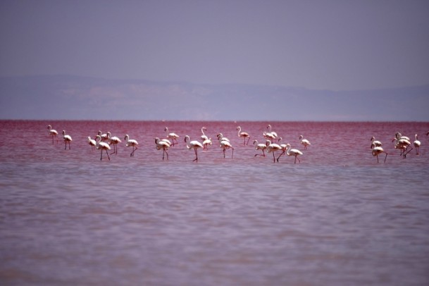 Tuz Gölü kıpkırmızı oldu - 6