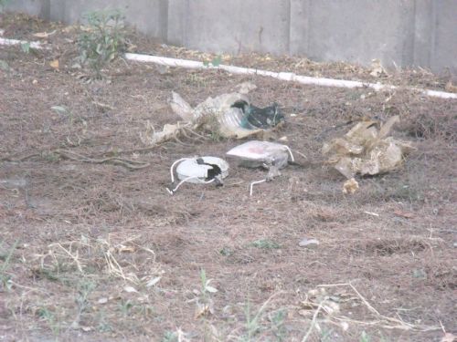 Star Medya Grubu'na bombalı saldırı - 846