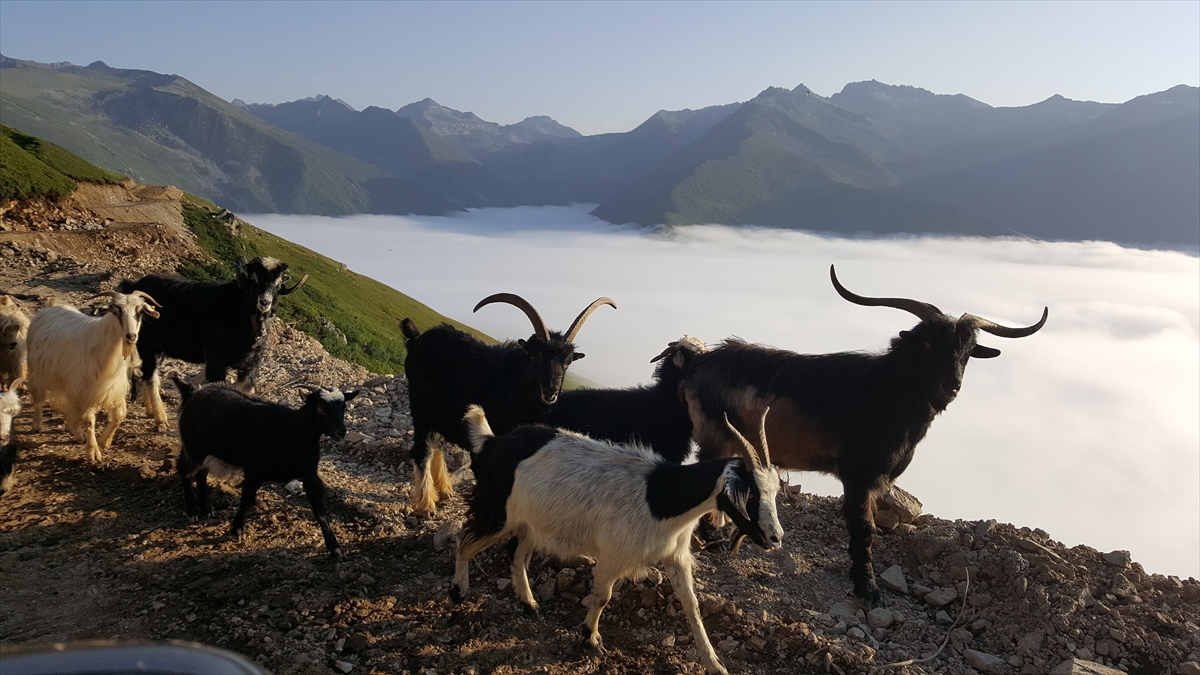 Bulutların Üzerindeki Marsis Dağı - 3
