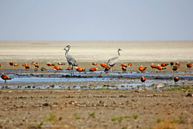 Türkiye'nin en kalabalık ilçeleri - 32