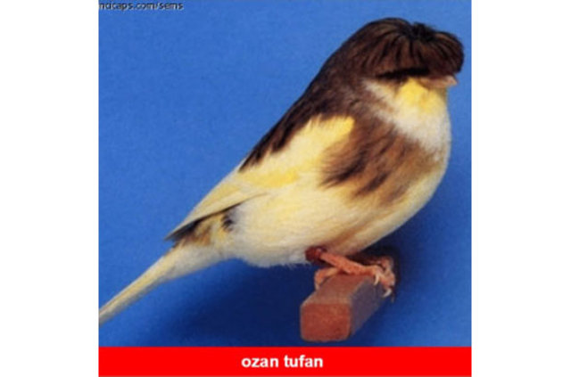 Fenerbahçe yenildi, capsler patladı - 649