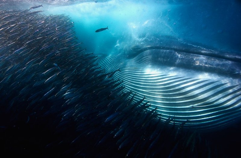 2016'nın ödüllü doğa fotoğrafları - 570