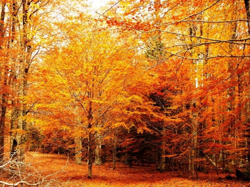 Kaz Dağları'nda sonbahar - 9