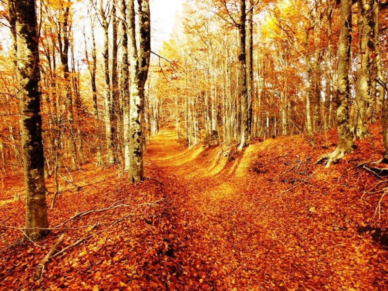 Kaz Dağları'nda sonbahar - 13