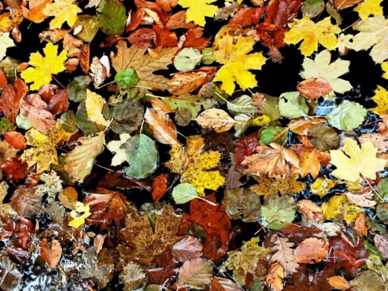 Kaz Dağları'nda sonbahar - 2