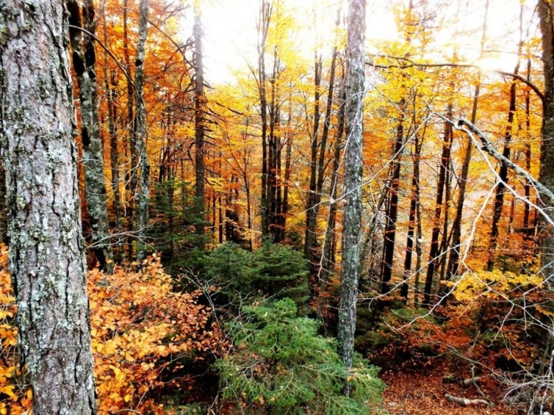 Kaz Dağları'nda sonbahar - 19