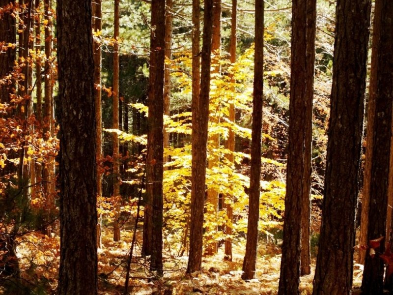 Kaz Dağları'nda sonbahar - 5