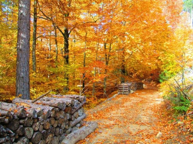 Kaz Dağları'nda sonbahar - 21