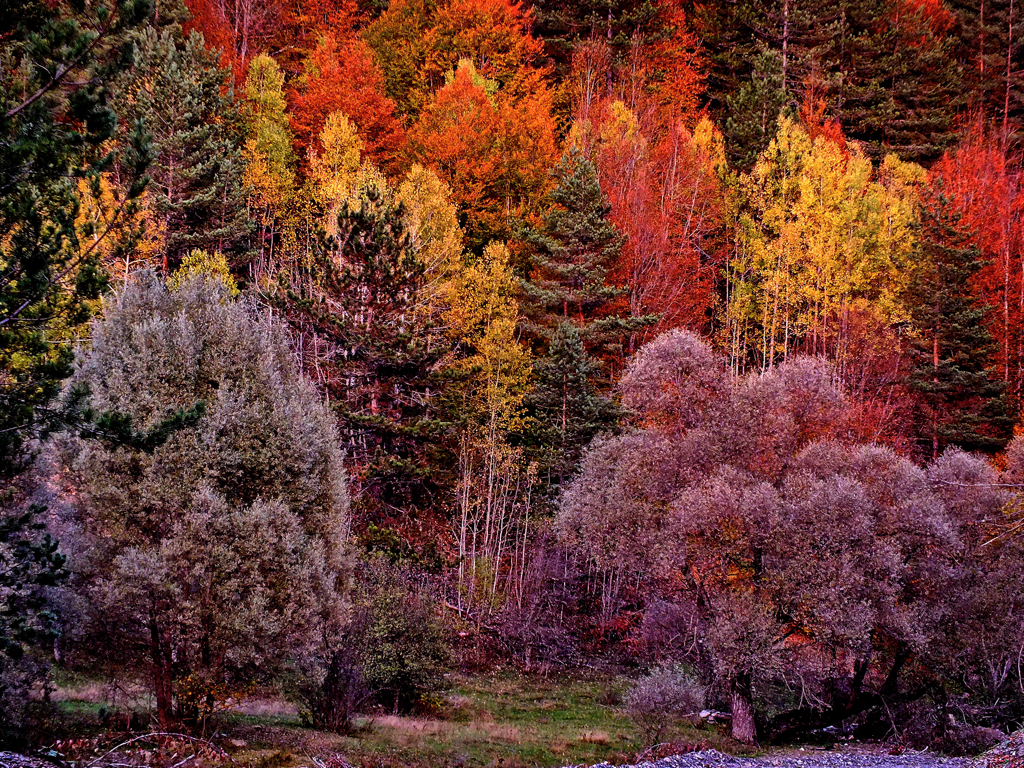 Kaz Dağları'nda sonbahar - 15