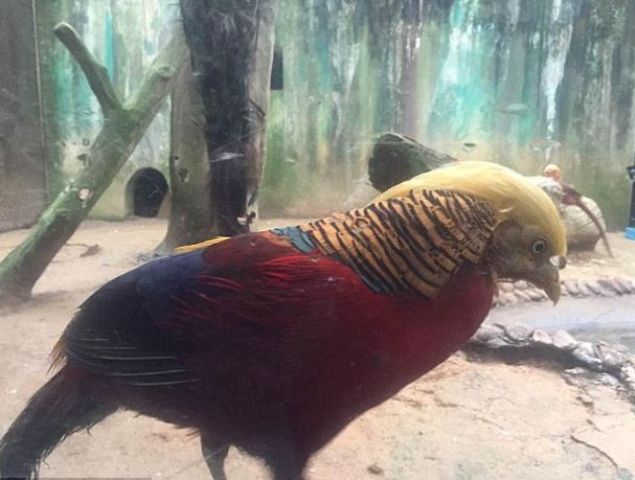 Trump'ın saçları altın sülüne benzetildi - 7