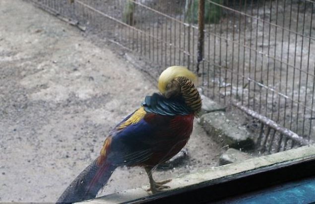 Trump'ın saçları altın sülüne benzetildi - 10