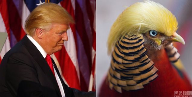 Trump'ın saçları altın sülüne benzetildi - 11