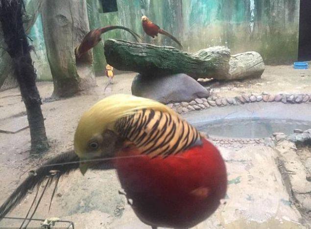 Trump'ın saçları altın sülüne benzetildi - 2