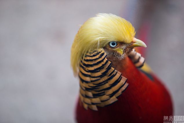 Trump'ın saçları altın sülüne benzetildi - 5