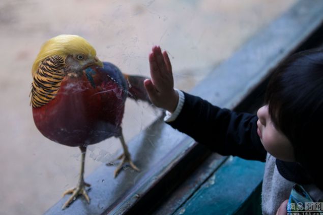 Trump'ın saçları altın sülüne benzetildi - 8