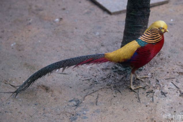 Trump'ın saçları altın sülüne benzetildi - 4