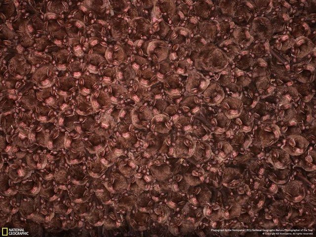 En iyi doğa fotoğrafları - 608