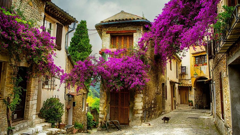 Avrupa'nın gözbebeği: Provence - 1