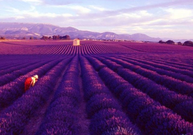 Avrupa'nın gözbebeği: Provence - 18