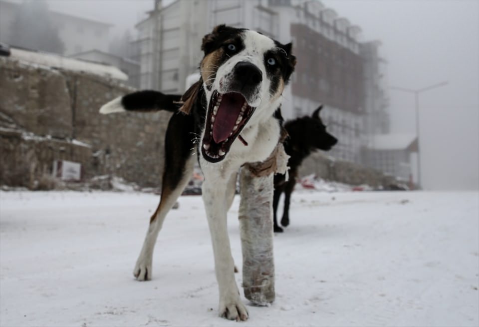 Türkiye'den kar manzaraları - 615