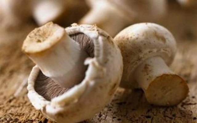 En faydalı 50 besin - 14