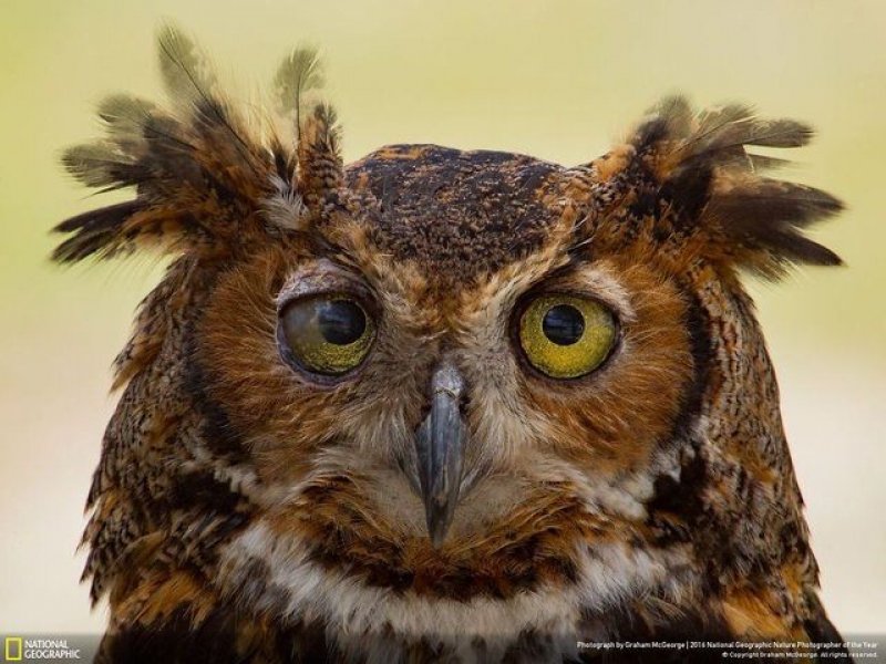 National Geographic'in en iyi doğa fotoğrafları - 4