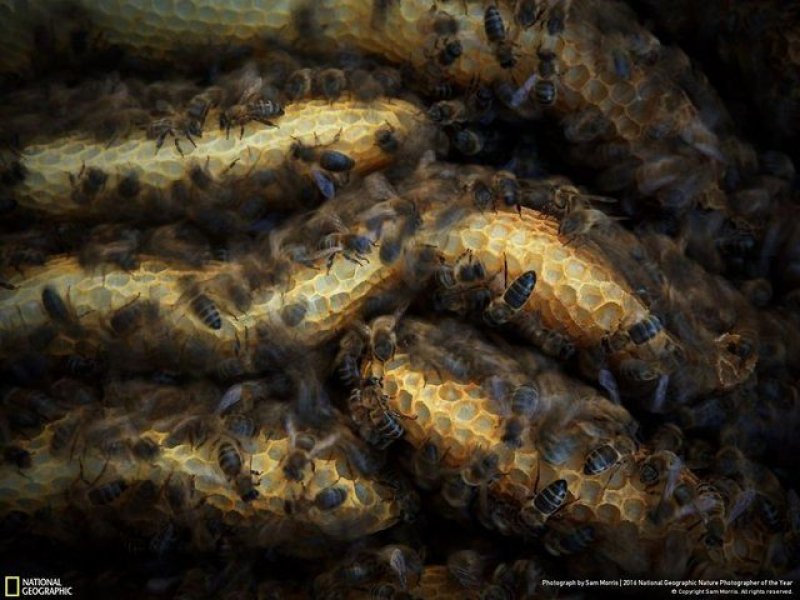 National Geographic'in en iyi doğa fotoğrafları - 41