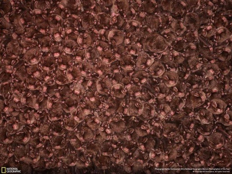 National Geographic'in en iyi doğa fotoğrafları - 33