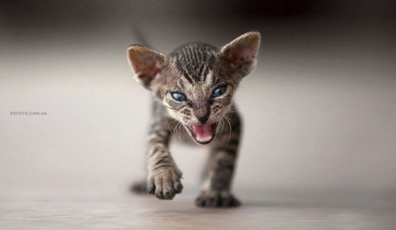 Ukraynalı fotoğrafçıdan hayvan portreleri - 4